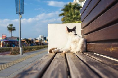 gün batımında tatil kasabası arka plan üzerinde bir taş bankta siyah ve beyaz kedi namlu kadar kaybetmek