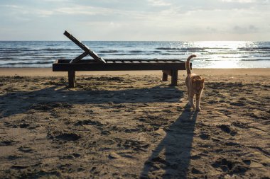 Sevimli kırmızı kedi sahilde rahatlatıcı 