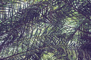 gökyüzü arka plan üzerinde palmiye ağaçlarının dalları. 