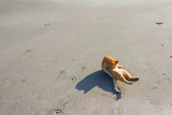 Симпатичная Рыжая Кошка Отдыхает Пляже — стоковое фото