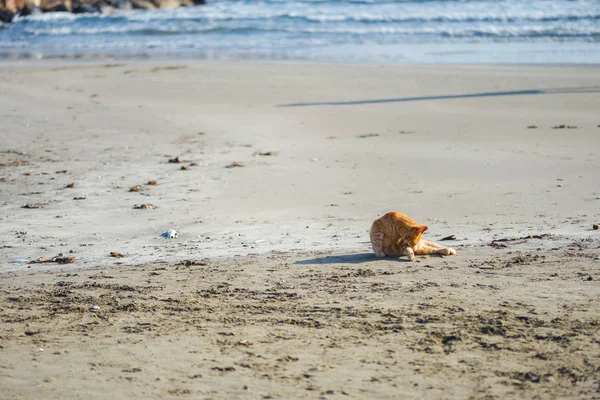 Niedliches Rotes Kätzchen Auf Dem Sand Des Strandes Bei Sonnenaufgang — Stockfoto