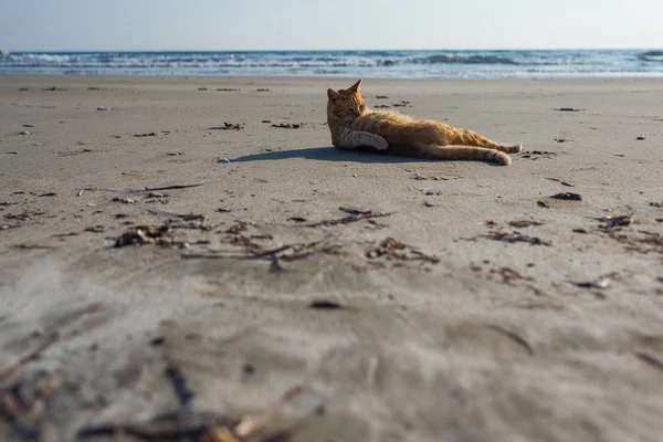 Gato Vermelho Bonito Relaxante Praia — Fotografia de Stock