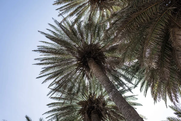 Branches Tropical Palm Trees Sky Background — Stock Photo, Image