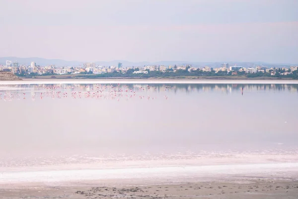 Rebanho Flamingos Rosados Nos Lagos Salgados Larnaca Pôr Sol Ilha — Fotografia de Stock