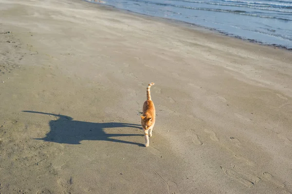 可爱的红色小猫在沙滩上的沙滩在日出在海浪背景 — 图库照片