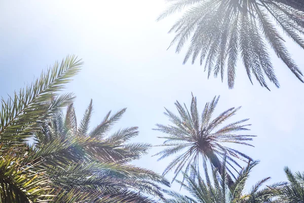Ветви Тропических Пальм Фоне Неба — стоковое фото