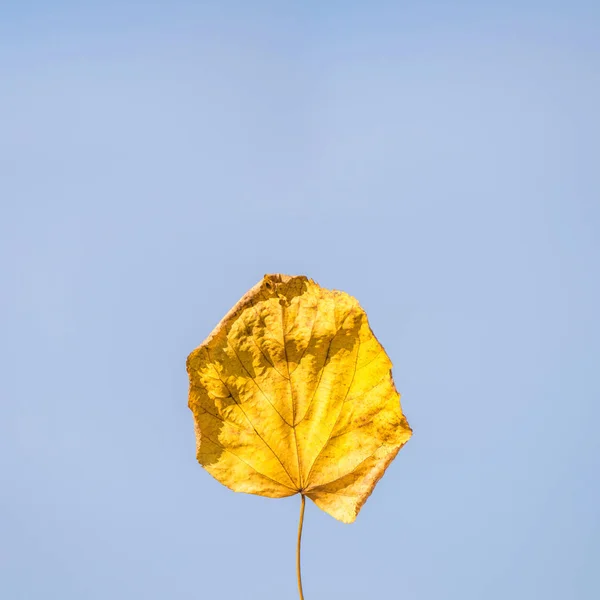 Feuille Sèche Sur Fond Bleu Ciel Changement Saison Concept — Photo