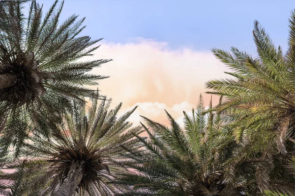 Immagine Rami Palme Sullo Sfondo Del Cielo — Foto Stock