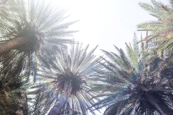 Ramas Palmeras Tropicales Fondo Del Cielo — Foto de Stock