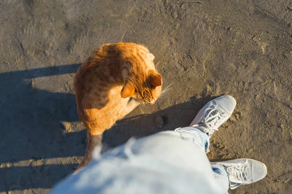 Sevimli Kırmızı Kedi Sahilde Rahatlatıcı — Stok fotoğraf