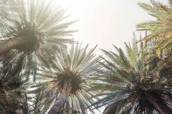 Ramos Palmeiras Tropicais Fundo Céu — Fotografia de Stock