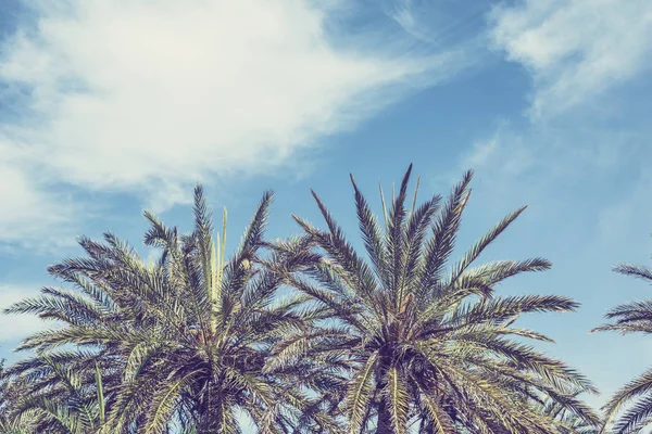 Branches Palmiers Tropicaux Sur Fond Ciel — Photo