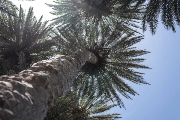 Ramas Palmeras Tropicales Fondo Del Cielo — Foto de Stock