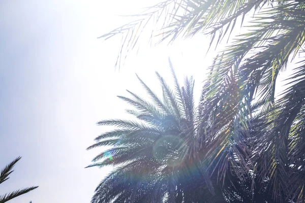 Gałęzie Tropikalnych Drzew Palmowych Tle Nieba — Zdjęcie stockowe