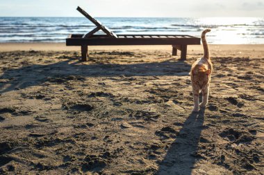 Sevimli kırmızı kedi sahilde rahatlatıcı 