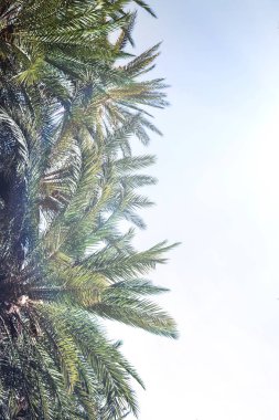 Gökyüzü arka plan üzerinde palmiye ağaçlarının dallarının resmidikey boyutu. 