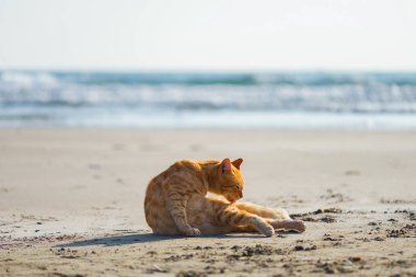 Sevimli kırmızı kedi sahilde rahatlatıcı 