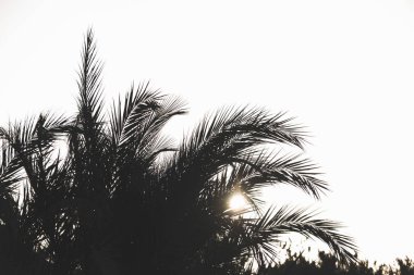 gökyüzü arka plan üzerinde palmiye ağaçlarının dalları. 