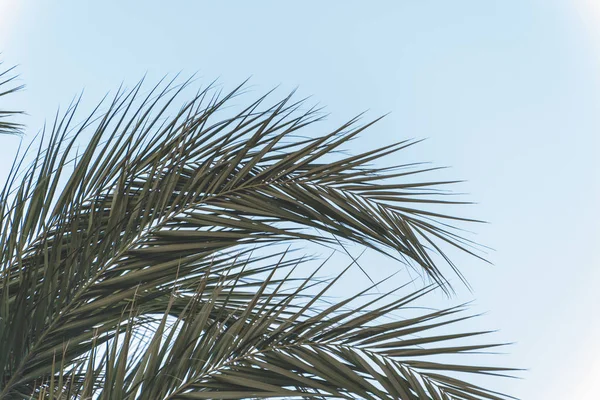 Ramas Palmeras Fondo Del Cielo — Foto de Stock