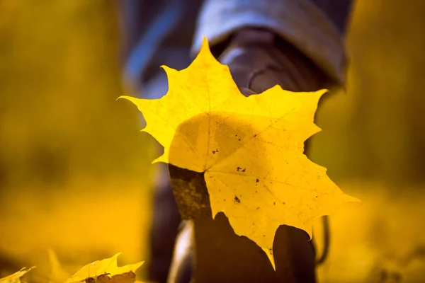 Yellow Leaf Stuck Women Shoe Walk Autumn Forest Indian Summer — 스톡 사진