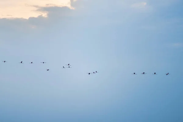 Létající Flamingos Pozadí Oblohy — Stock fotografie