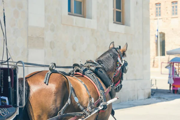 Primer Plano Caballo Blanco Con Carruaje Para Los Turistas Ciudad —  Fotos de Stock