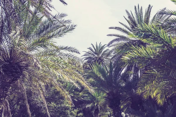 Branches Tropical Palm Trees Sky Background — Stock Photo, Image