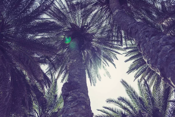 Ramas Palmeras Tropicales Fondo Del Cielo — Foto de Stock