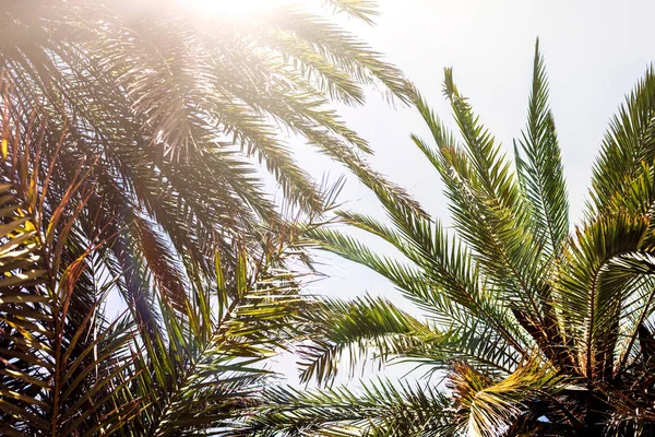 Гілки Тропічних Пальм Фоні Неба — стокове фото