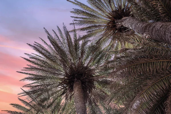 Ramas Palmeras Fondo Del Cielo — Foto de Stock