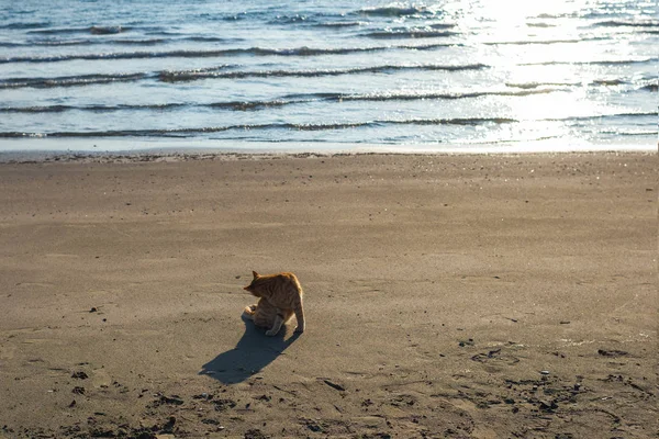 Niedliches Rotes Kätzchen Auf Dem Sand Des Strandes Bei Sonnenaufgang — Stockfoto