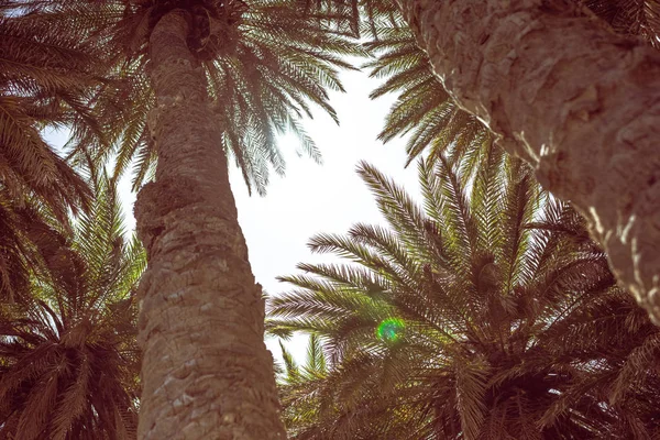 Ramas Palmeras Tropicales Fondo Del Cielo — Foto de Stock