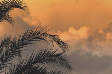 gökyüzü arka plan üzerinde palmiye ağaçlarının dalları. 