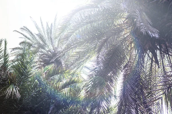Äste Tropischer Palmen Himmel — Stockfoto