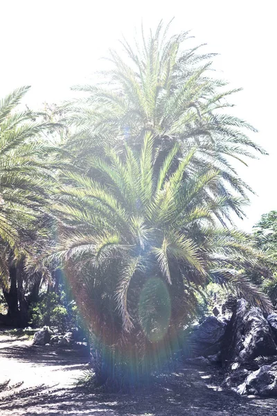 Ramas Palmeras Fondo Del Cielo — Foto de Stock