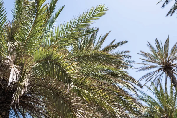 空の背景に熱帯ヤシの木の枝 — ストック写真