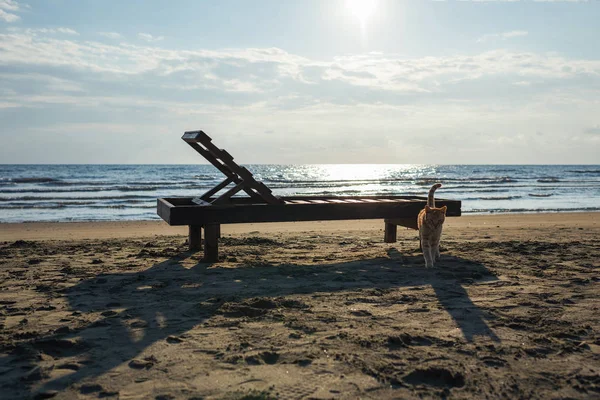 Lindo Gato Rojo Relajándose Playa — Foto de Stock