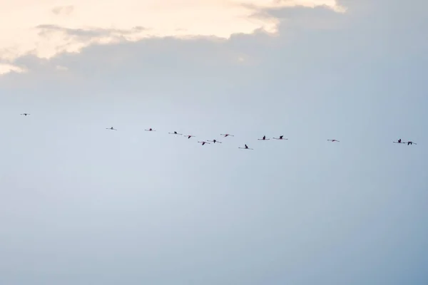 Latające Flamingi Tle Nieba — Zdjęcie stockowe