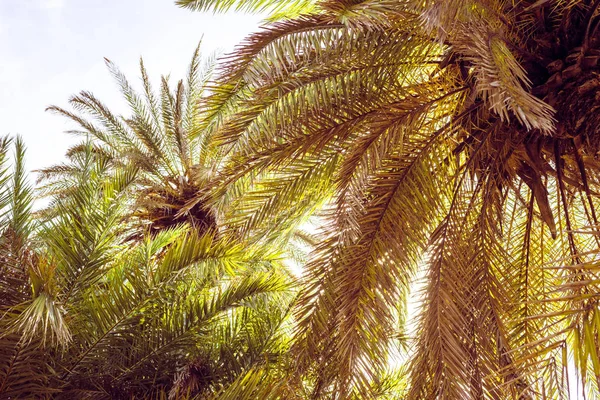 Branches Palmiers Tropicaux Sur Fond Ciel — Photo
