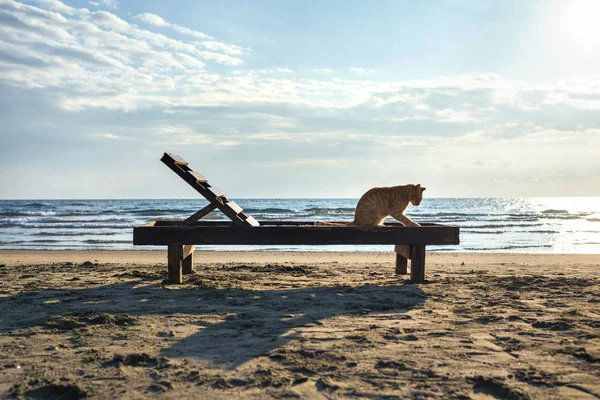 Roztomilá Rudá Kočka Relaxace Pláži — Stock fotografie