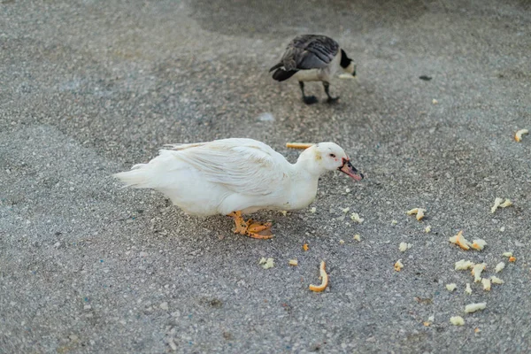 Blick Auf Weiße Ente Auf Der Straße — Stockfoto