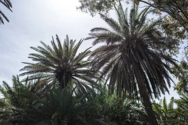 Branches Tropical Palm Trees Sky Background — Stock Photo, Image