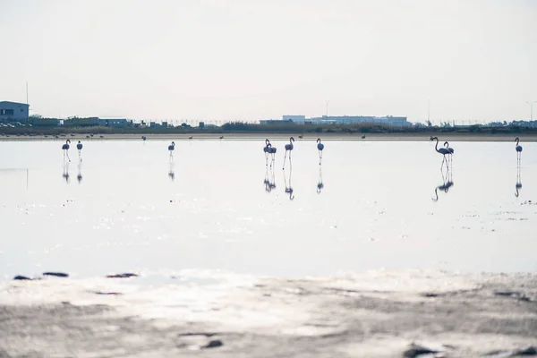 Gün Batımında Larnaka Tuz Göllerinde Pembe Flamingo Sürüsü Kıbrıs Adası — Stok fotoğraf