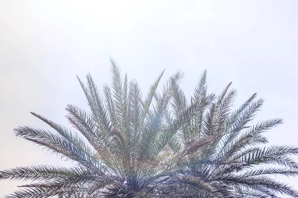 Ramas Palmeras Fondo Del Cielo — Foto de Stock