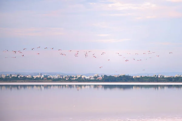 Rebanho Flamingos Rosados Nos Lagos Salgados Larnaca Pôr Sol Ilha — Fotografia de Stock