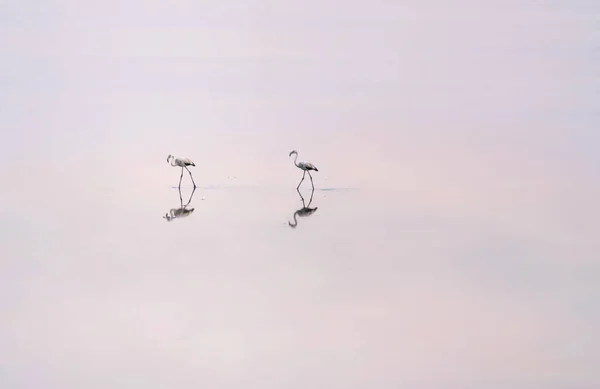 Rebanho Flamingos Rosados Nos Lagos Salgados Larnaca Pôr Sol Ilha — Fotografia de Stock