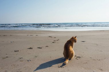 Sevimli kırmızı kedi sahilde rahatlatıcı 