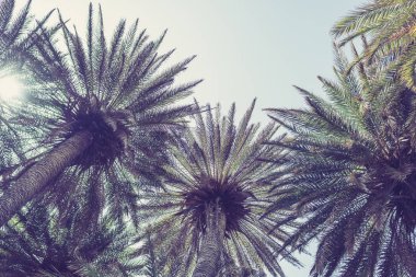 gökyüzü arka plan üzerinde tropikal palmiye ağaçlarının dalları. 