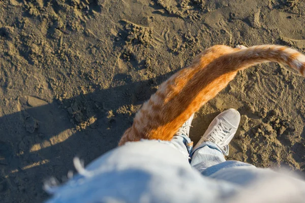 Süße Rote Katze Entspannt Strand — Stockfoto