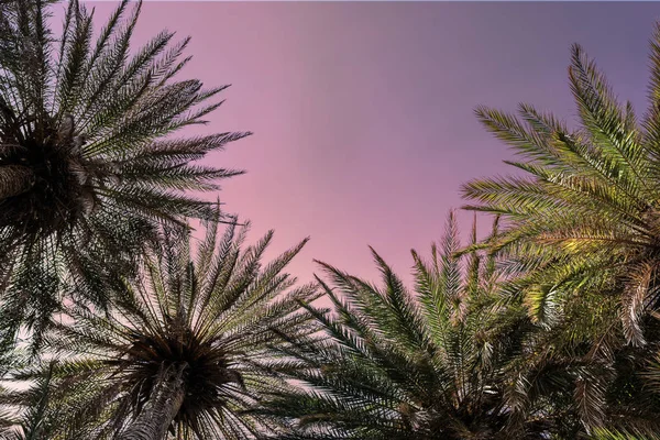 Bild Von Palmenzweigen Auf Dem Himmelshintergrund — Stockfoto